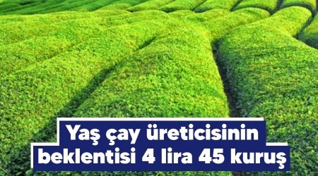 Yaş çay üreticisinin beklentisi 4 lira 45 kuruş