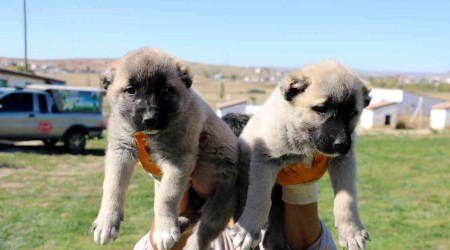 Yavruları 5 bin liraya kadar alıcı buluyor
