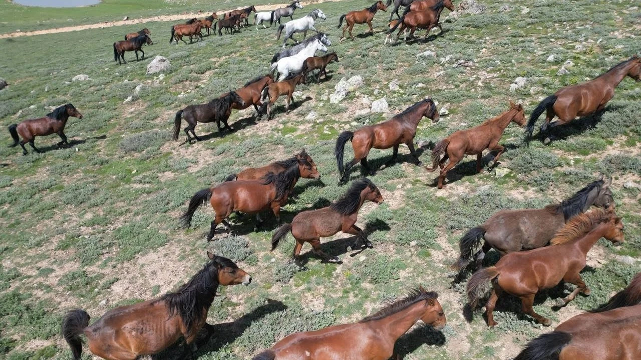 Yayladan aşağı inen yılkı atları görüntülendi