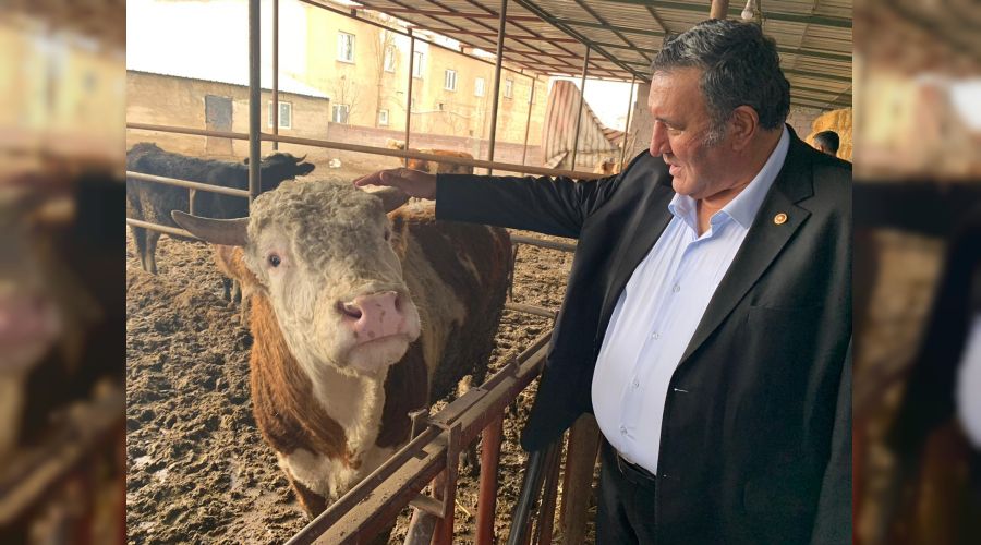 Yem fiyatlarndaki art hayvancl tehdit ediyor