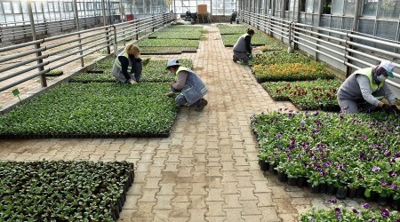 Yılda 220 bin çiçek yetiştiriliyor