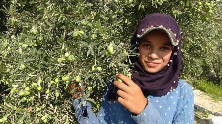 Yılın ilk zeytin hasadı Silifke'de başladı