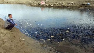 Yozgat'ta sulama barajnda toplu balk lmleri yaand