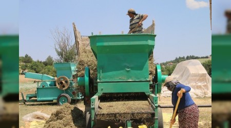 Yüksek kalite kekikler ihraç ediliyor