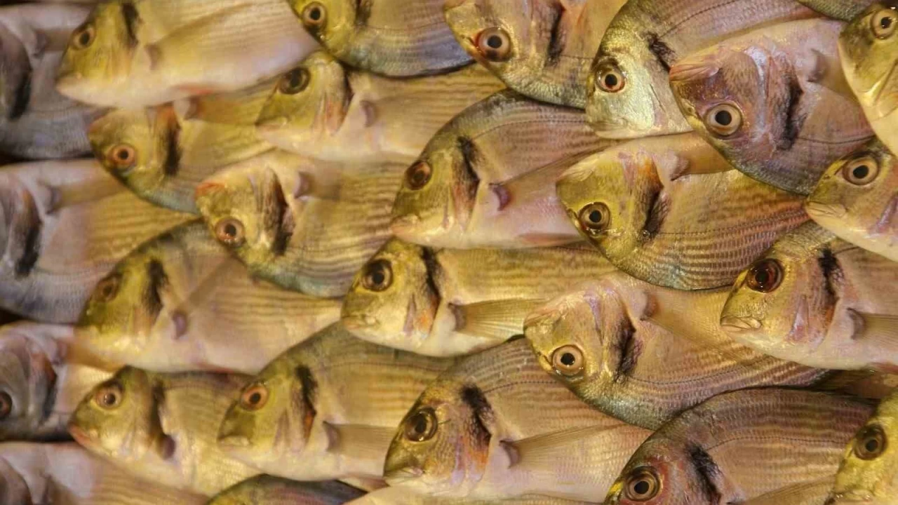 Yunan �ipuras� az olunca T�rk �ipuras� k�ymete bindi