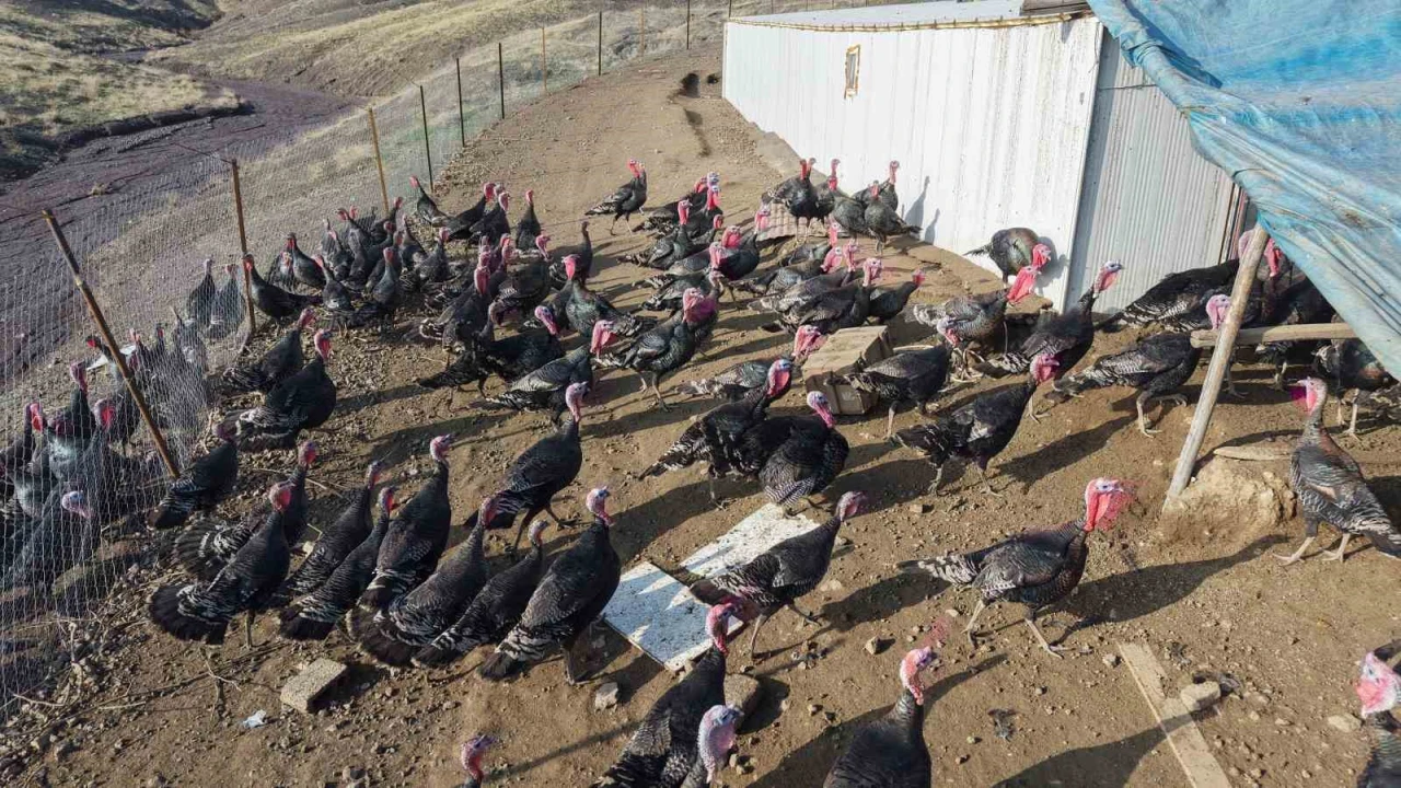 Yurtdışından dönüp, memleketine çiftlik kurdu