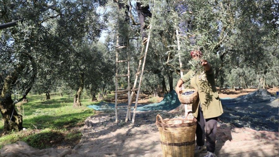 Zeytin alım tavan ve taban fiyatları açıklandı