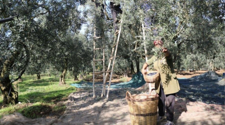 Zeytin alım tavan ve taban fiyatları açıklandı