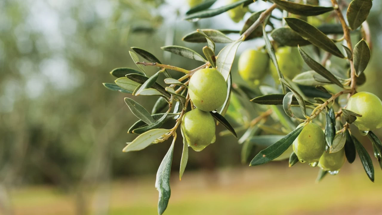 Zeytin ve zeytinya�� �retimimiz tehlikede