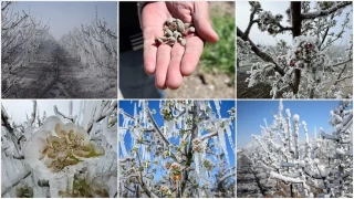 Zirai don olayına ilişkin Meclis Araştırma Komisyonu kurulması kararı Resmi Gazete'de