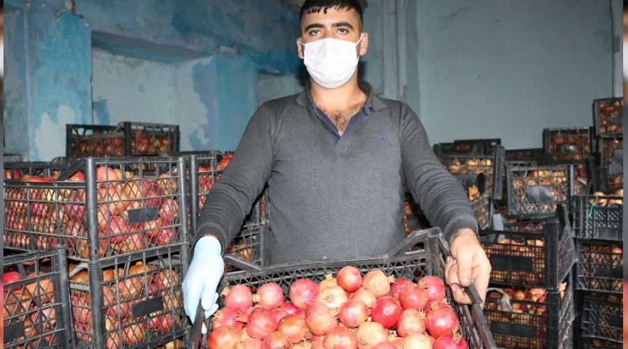 Zivzik nar�na talep artt�