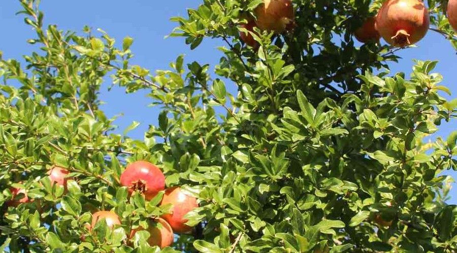 Zivzik nar�ndan �lke ekonomisine 40 milyon lira gelir bekleniyor