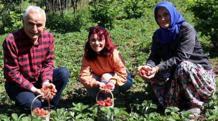 Zonguldak Ereğli çileğinde hasat başladı