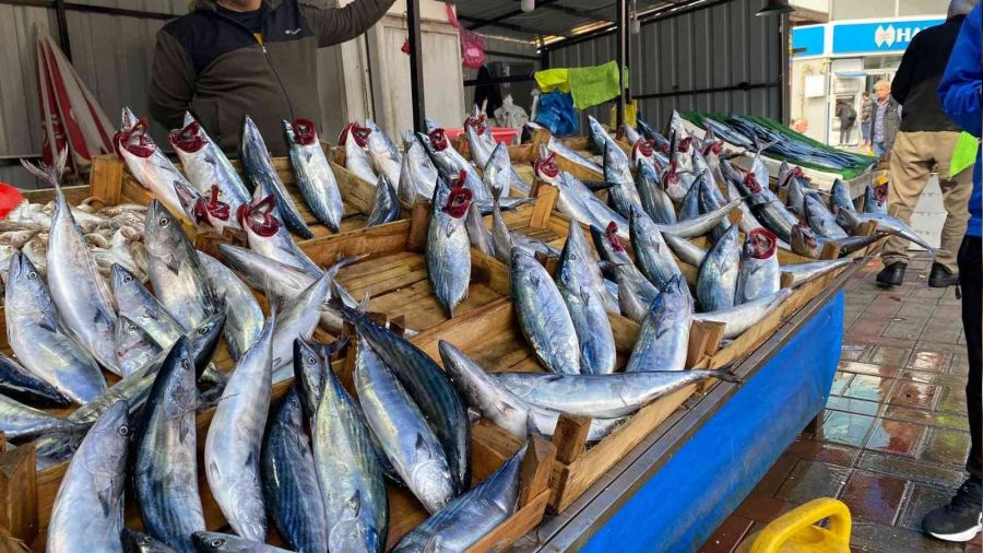 Zonguldak'ta palamudun fiyatı yükselişe geçti