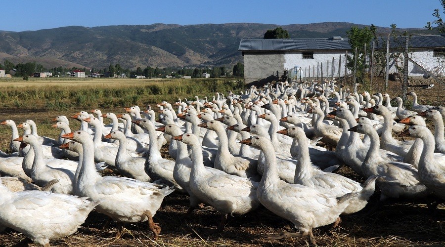 14 kaz ile başladı şimdi binlerce kazı var