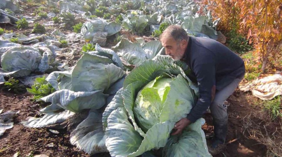 50 kilograml�k lahana �retti