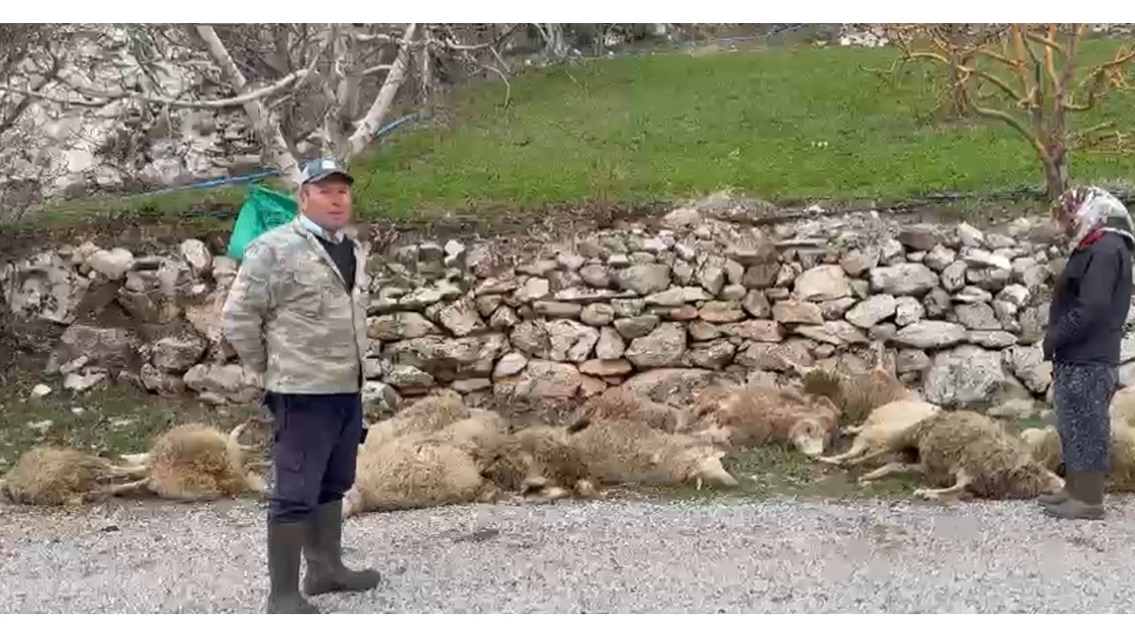 Aç kalan kurtlar 22 kurbanlık kuzuyu telef etti