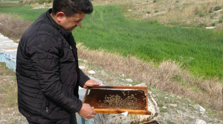Adana'da kuraklık arıyı da vurdu