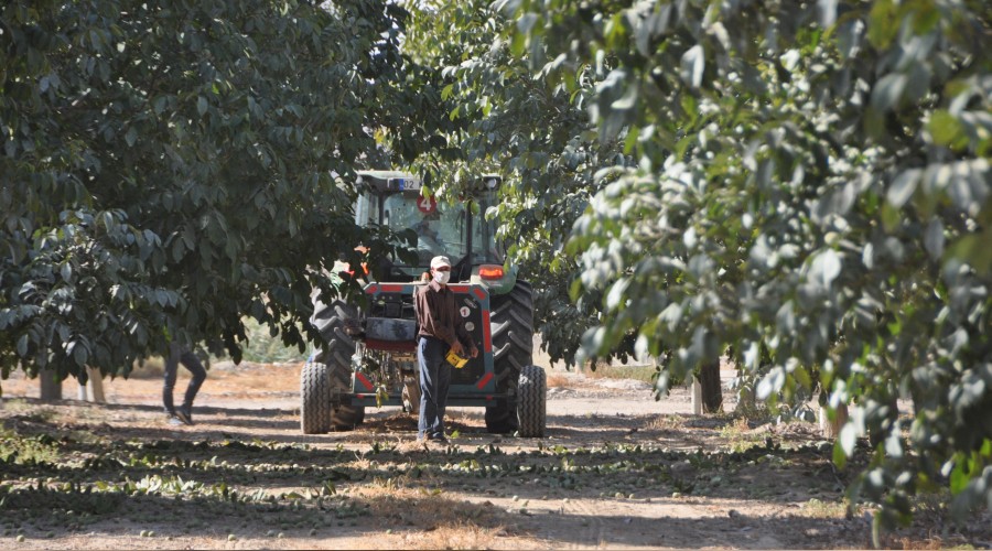 Adıyaman ceviz üretiminde de iddialı