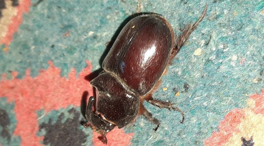 Ad�yaman'da gergedan b�ce�i g�r�ld�