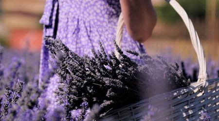 Afşin'de kırsal kalkınma aromatik bitkilerle sağlanacak