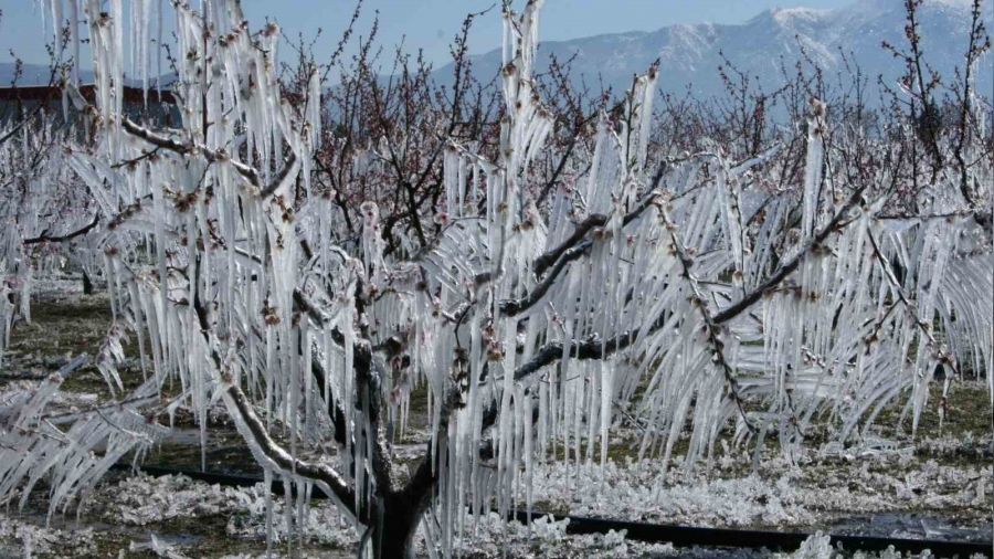 A�a�lar� dondan buzla koruyorlar