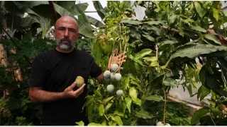 Alanya tropikal meyve üretim üssü oldu