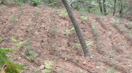 Alaşehir'de bin 211 kök kenevir bitkisi ele geçirildi