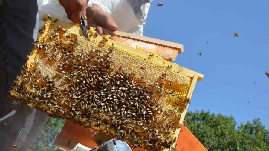 'Altın balda' hasat dönemi başladı
