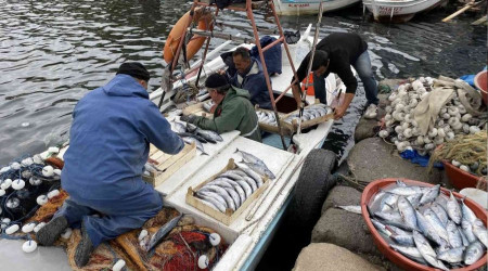 Amasralı balıkçıların ağları palamutla doldu