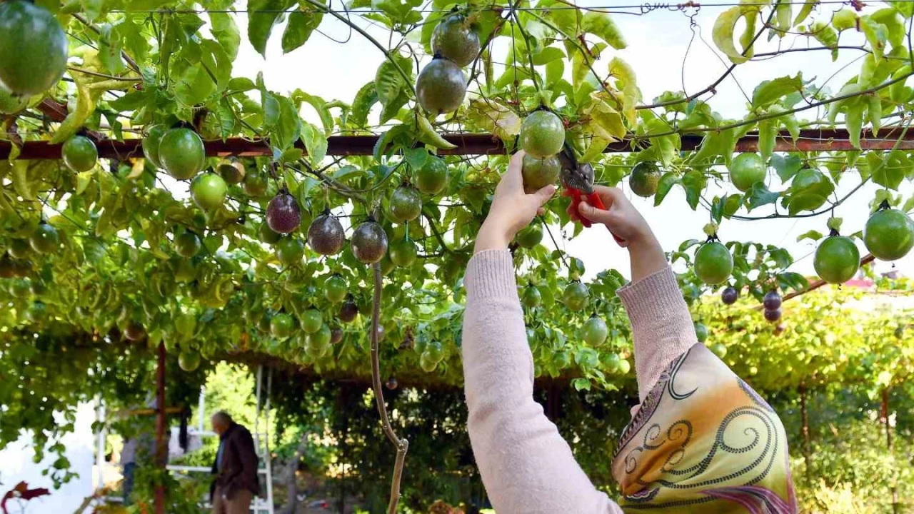 Anamur'da passiflora hasadı başladı