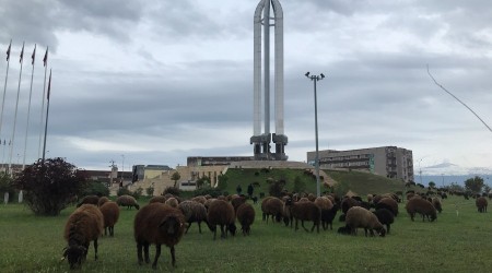Anıt Müze meraya döndü