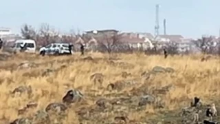 Ankara'da sokak köpeklerinin saldırdığı çocuk ağır yaralandı