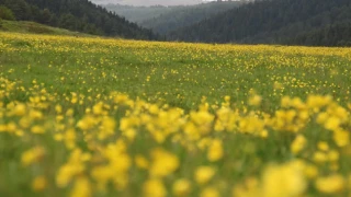 Ardahan Ovas�: Y�ksek rak�m, verimli topraklar, zengin do�a