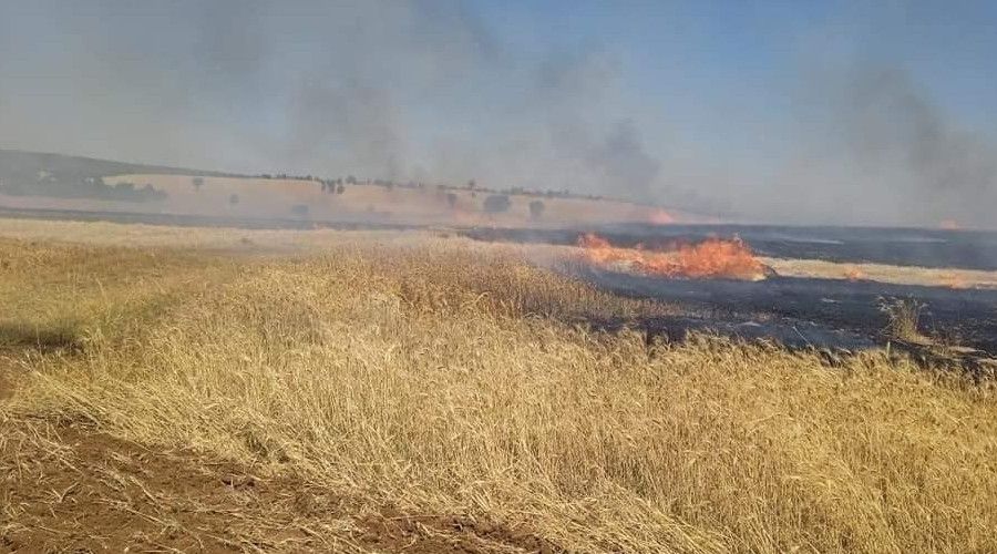 Arızalanan biçerdöverden çıkan yangında 140 dekar buğday ekili alan kül oldu