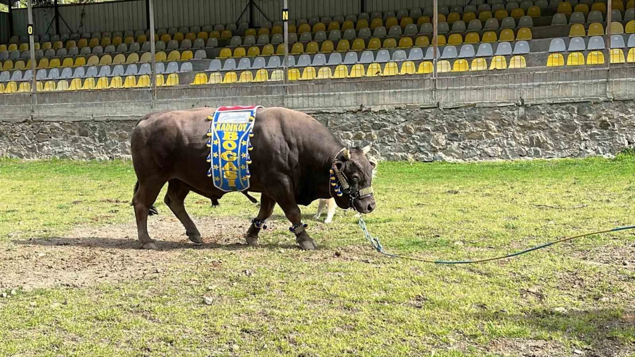 Artvin'den, Ali Ko�'a bo�al� destek