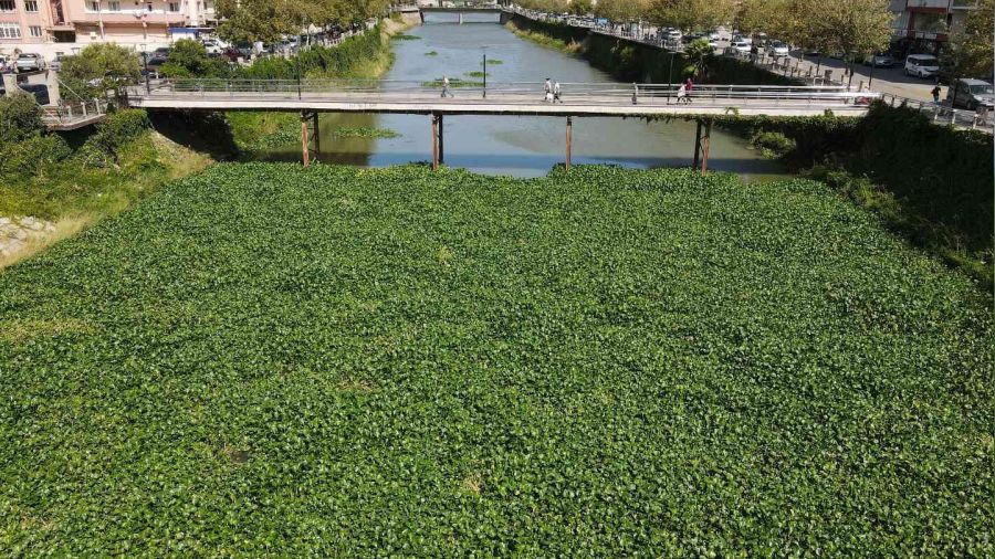 Asi Nehri'nde su canavarlaryla mcadele
