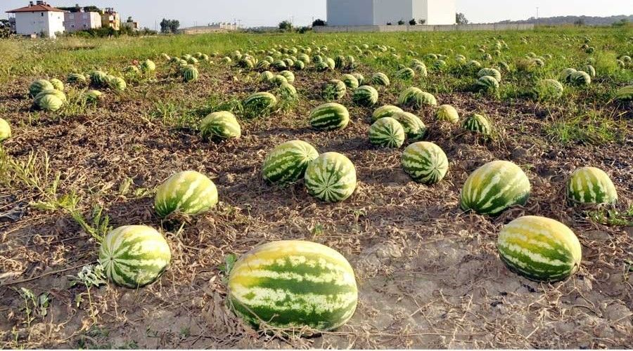 A��r� s�cak ve poyraz 350 ton karpuzu yakt�