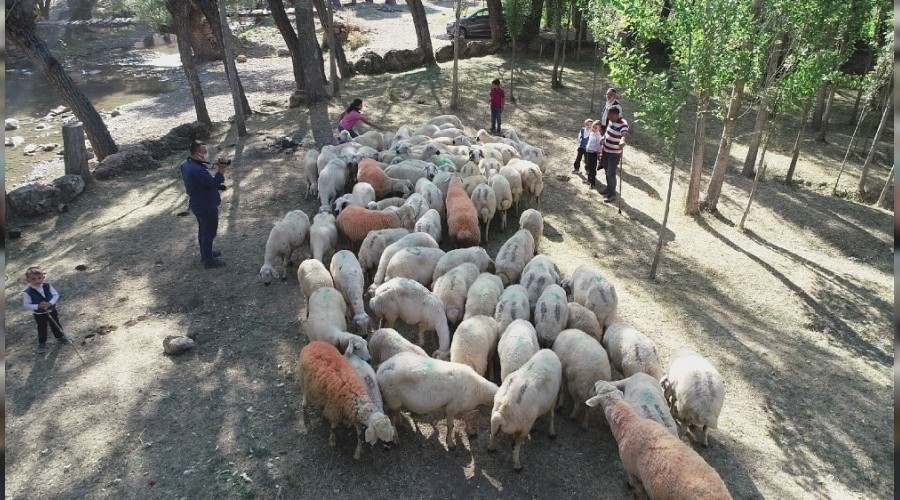 Asırlardır bu yöntemle çoğalıyorlar