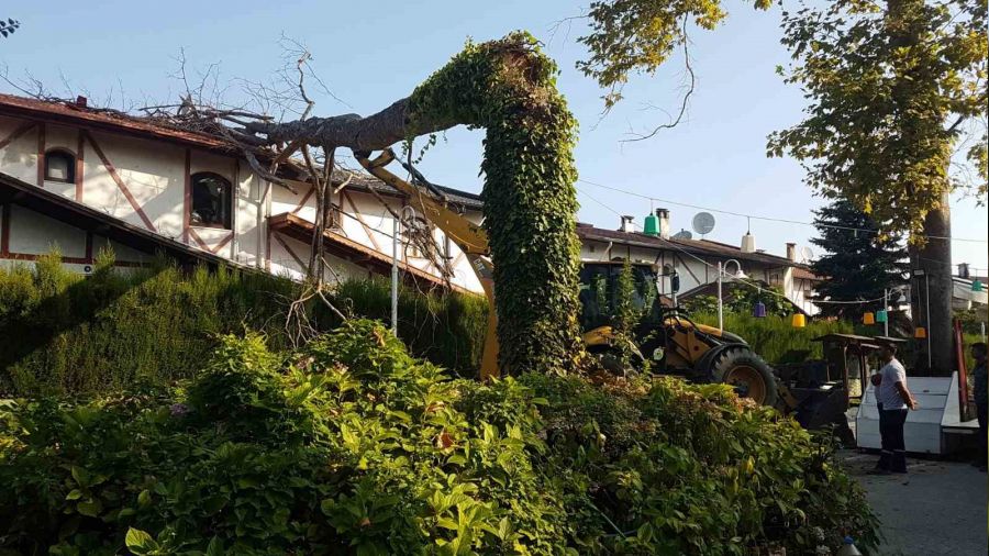 Asırlık çınar ağacı villanın üzerine devrildi