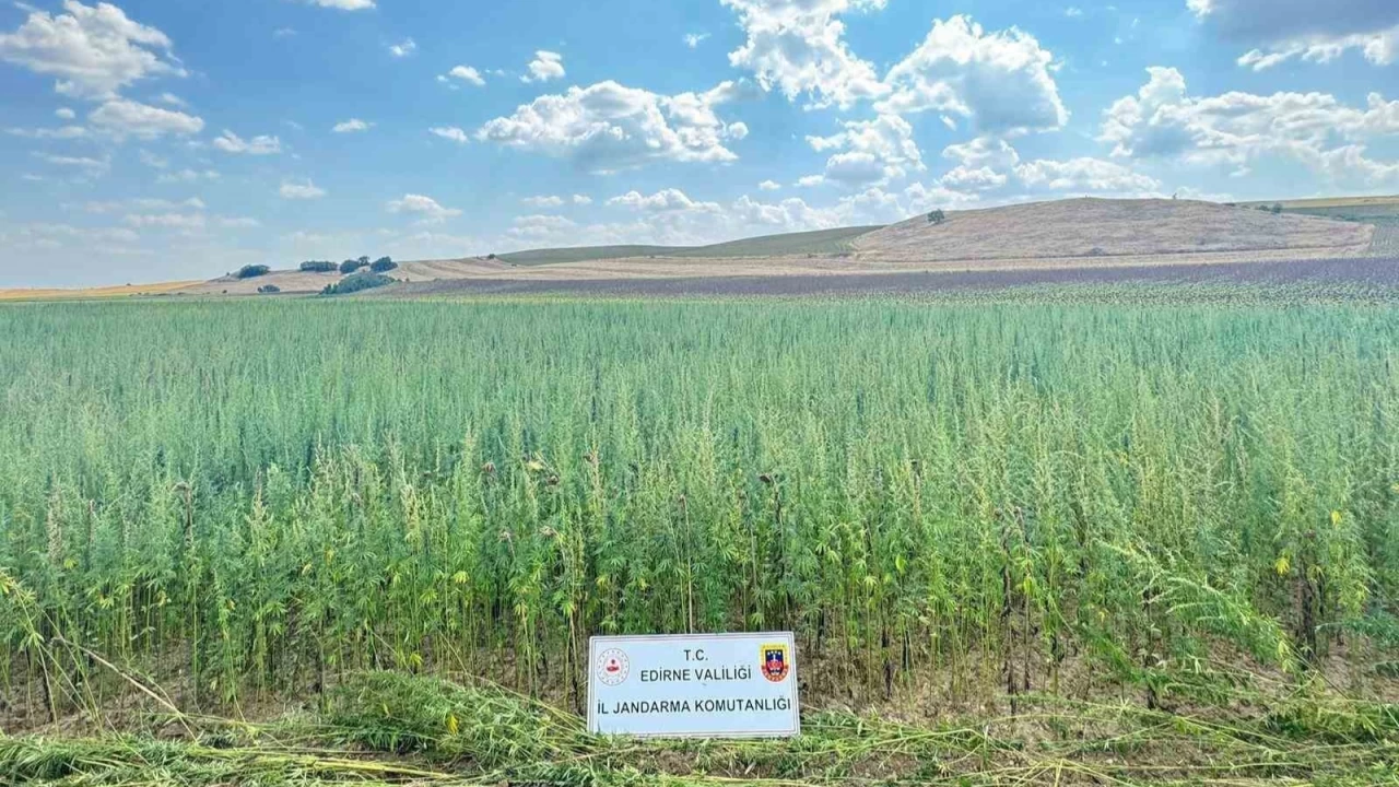 Ayçiçeği ekseydi daha çok kazanırdı