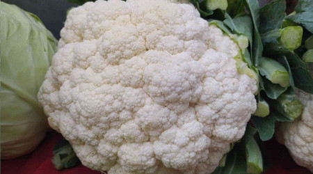 Bakteri-savar karnabahar 15 liradan 6 liraya düştü