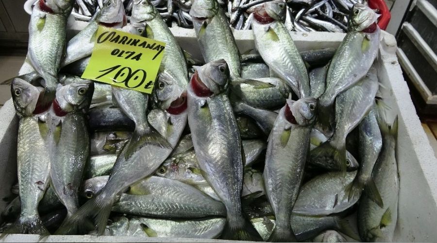 Balık fiyatları el yakıyor