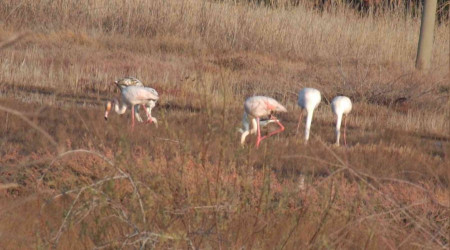 Balıkesir sahillerindeki flamingolar ilgi odağı oldu