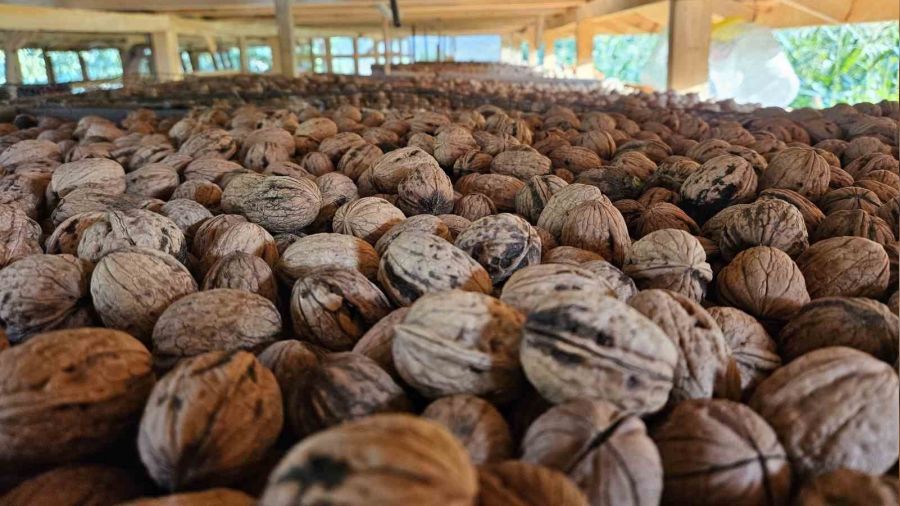 Balıkesir'de ceviz hasadı başladı
