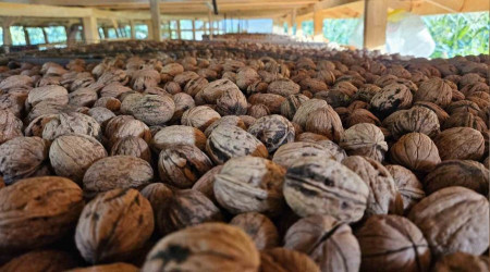 Balıkesir'de ceviz hasadı başladı