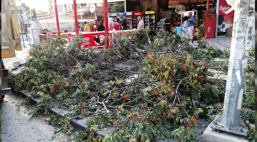 Başkentte sert esen rüzgar ağaçları devirdi
