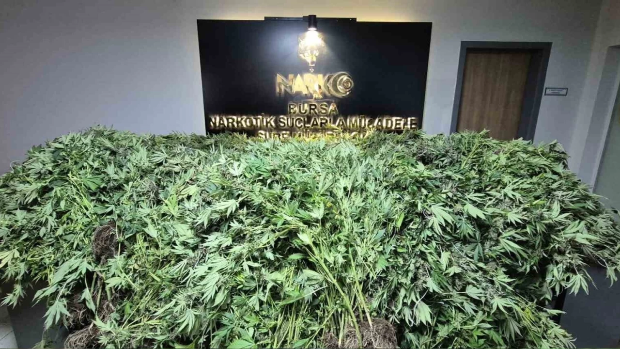 Bebe konfeksiyonunda GDO'lu esrar üretimi