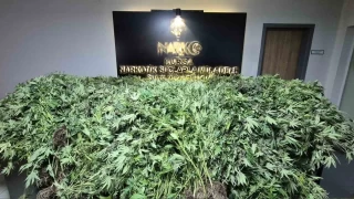 Bebe konfeksiyonunda GDO'lu esrar üretimi