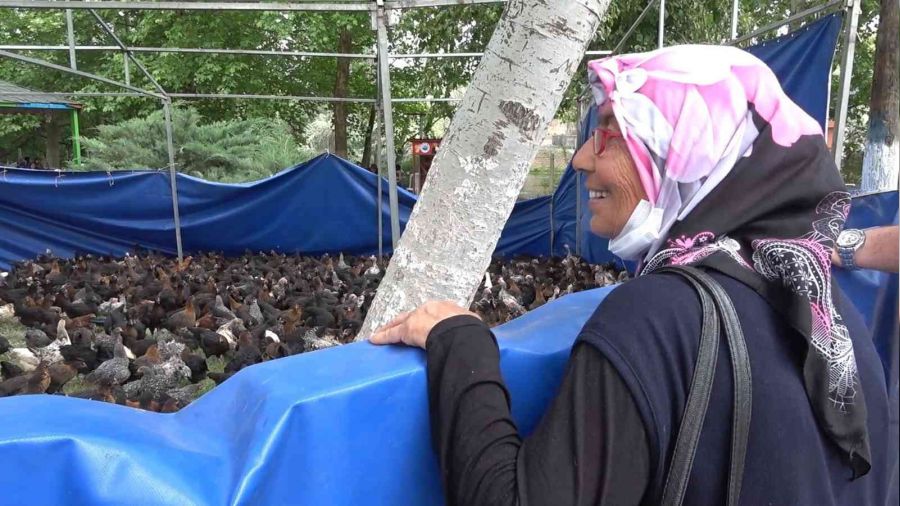 Belediyeden yzde 100 hibeli horoz ve tavuk destei